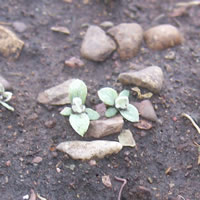 Antennaria microphylla germinant